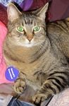 meowmaps Avatar